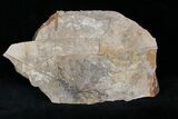 Ginko and Metasequoia Plant Fossils - Cache Creek #1127-1